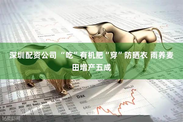 深圳配资公司 “吃”有机肥“穿”防晒衣 雨养麦田增产五成